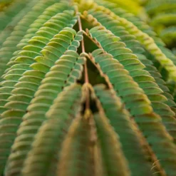 Albizia Julibrissin Rosea - Silk Tree Albizzia Tree -Plant Garden World img 0039 scaled