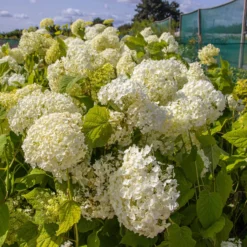 Hydrangea Annabelle - Pack Of THREE Large Flowered Hydrangea Plants 11 Hydrangea Annabelle - Pack Of THREE Large Flowered Hydrangea Plants -Plant Garden World img 0064 scaled