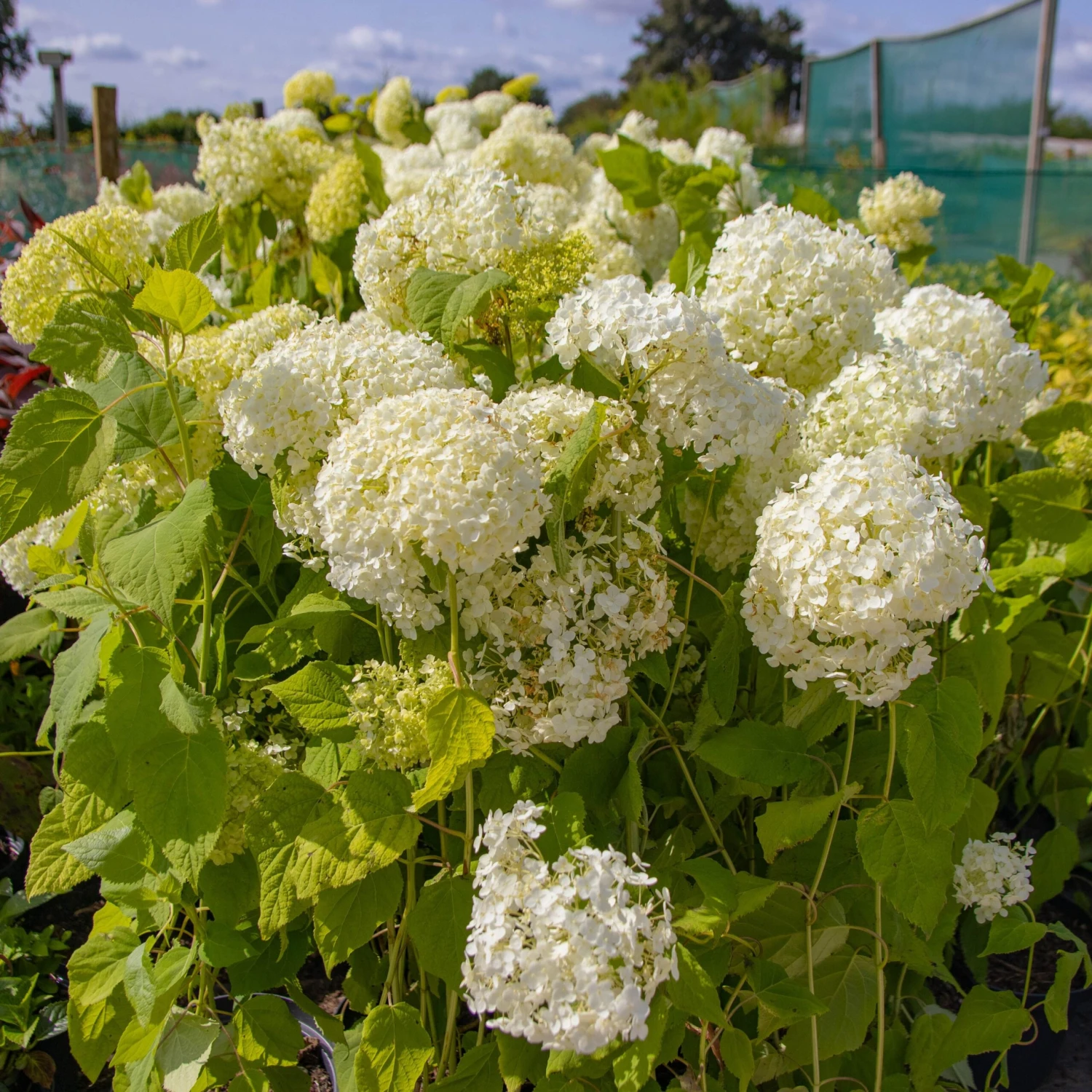 Hydrangea Annabelle - Pack Of THREE Large Flowered Hydrangea Plants 6 Hydrangea Annabelle - Pack Of THREE Large Flowered Hydrangea Plants - Image 6