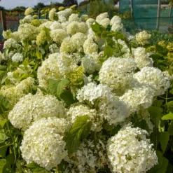 Hydrangea Annabelle - Pack Of THREE Large Flowered Hydrangea Plants 13 Hydrangea Annabelle - Pack Of THREE Large Flowered Hydrangea Plants -Plant Garden World img 0071 scaled