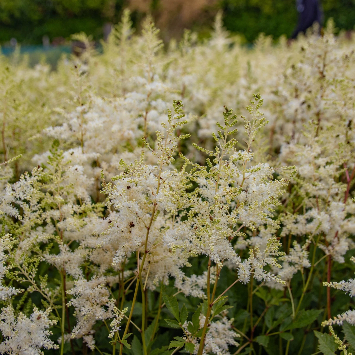 Astilbe Snowdrift 3 Astilbe Snowdrift - Image 3
