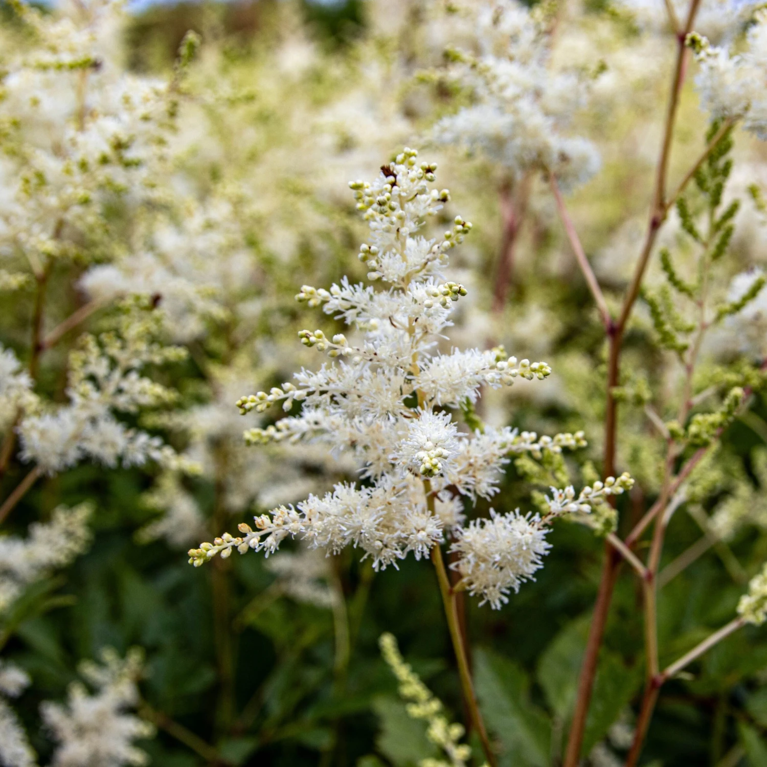Astilbe Snowdrift 2 Astilbe Snowdrift - Image 2