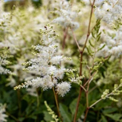 Astilbe Snowdrift 11 Astilbe Snowdrift -Plant Garden World img 0133 scaled