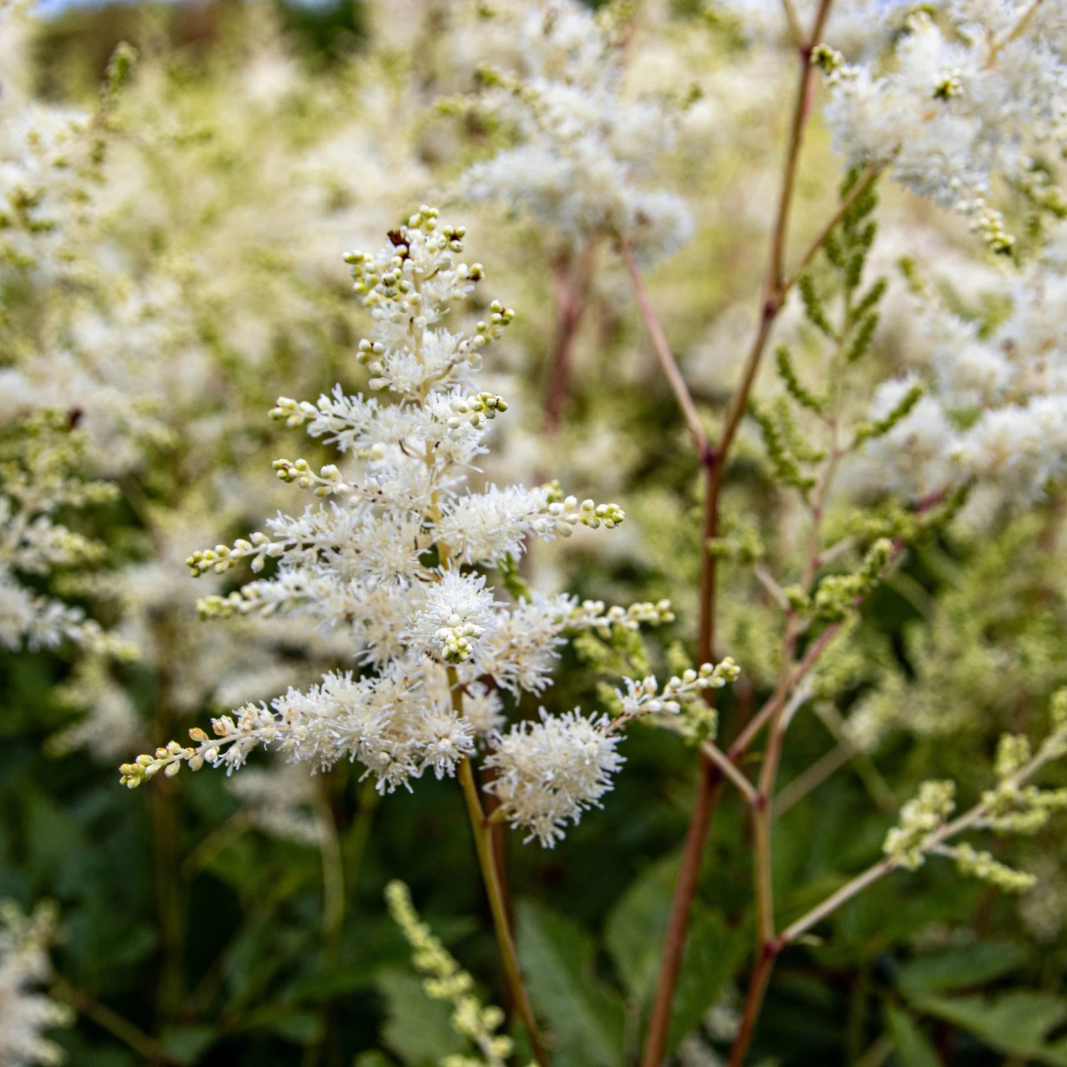 Astilbe Snowdrift 5 Astilbe Snowdrift - Image 5