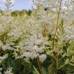 Astilbe Snowdrift 10 Astilbe Snowdrift -Plant Garden World img 0135 scaled