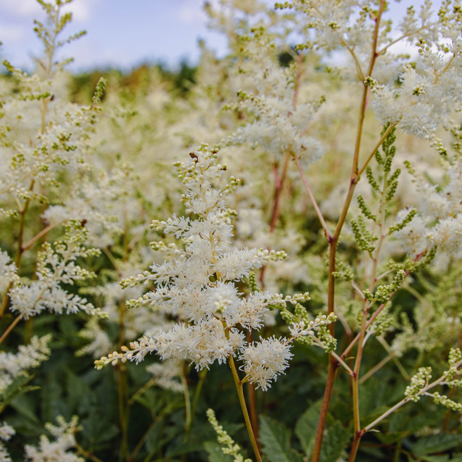 Astilbe Snowdrift 4 Astilbe Snowdrift - Image 4