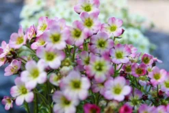 Saxifraga Mossy - Pack Of SIX Cushion Saxifrage Plants -Plant Garden World img 0253