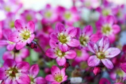 Saxifraga Mossy - Pack Of SIX Cushion Saxifrage Plants -Plant Garden World img 0256