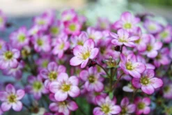 Saxifraga Mossy - Pack Of SIX Cushion Saxifrage Plants -Plant Garden World img 0259