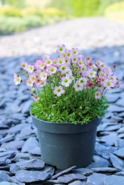 Saxifraga Mossy - Pack Of SIX Cushion Saxifrage Plants -Plant Garden World img 0271