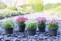 Saxifraga Mossy - Pack Of SIX Cushion Saxifrage Plants -Plant Garden World img 0287