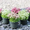 Saxifraga Mossy - Pack Of SIX Cushion Saxifrage Plants