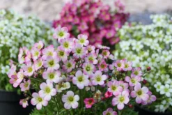 Saxifraga Mossy - Pack Of SIX Cushion Saxifrage Plants -Plant Garden World img 0304