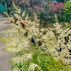 Astilbe Snowdrift 12 Astilbe Snowdrift -Plant Garden World img 0751 scaled