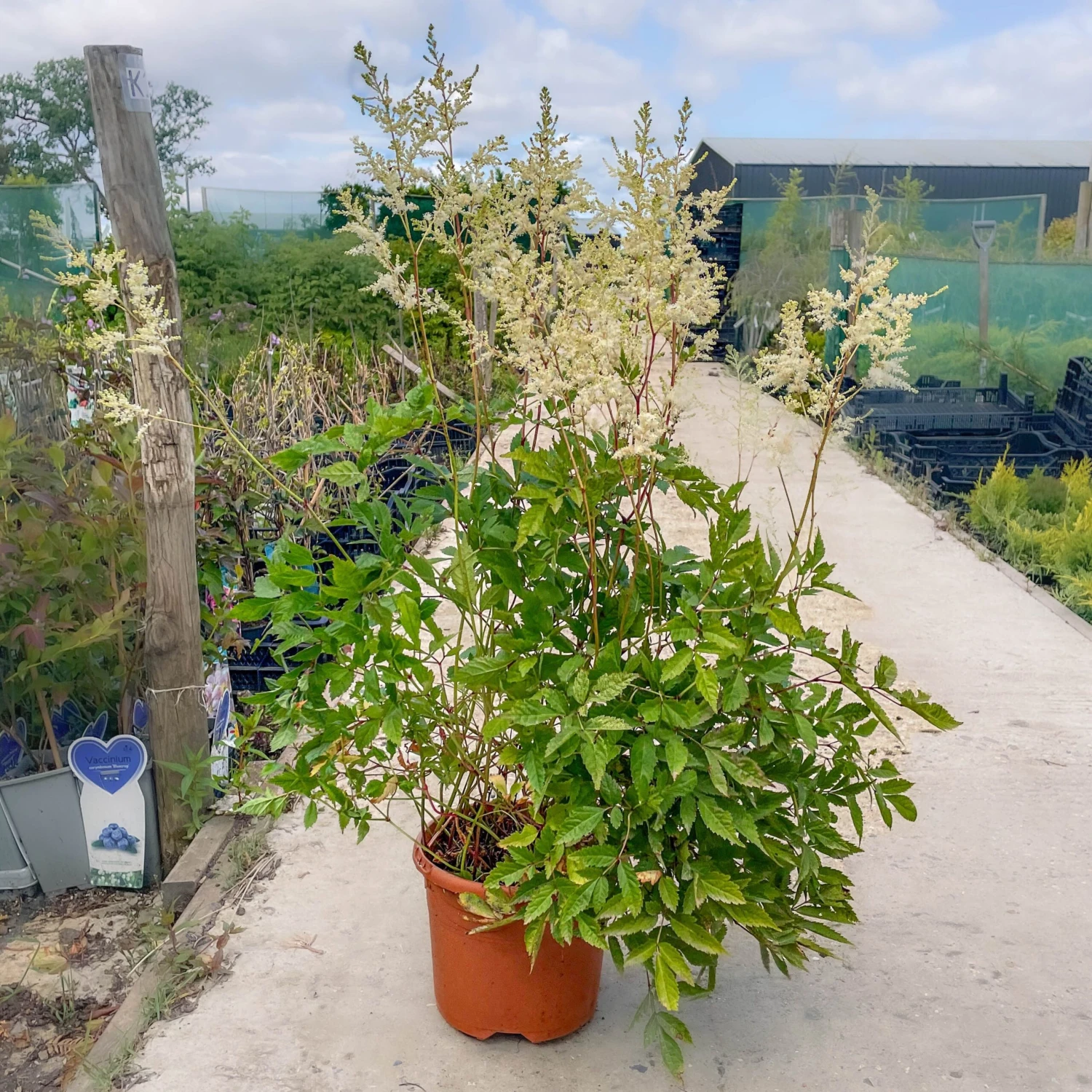 Astilbe Snowdrift 7 Astilbe Snowdrift - Image 7