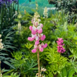 Lupin Tutti Frutti - Collection Of FIVE Plants In Assorted Colours 15 Lupin Tutti Frutti - Collection Of FIVE Plants In Assorted Colours -Plant Garden World img 0764 scaled