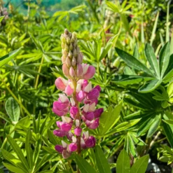 Lupin Tutti Frutti - Collection Of FIVE Plants In Assorted Colours 17 Lupin Tutti Frutti - Collection Of FIVE Plants In Assorted Colours -Plant Garden World img 0769 scaled