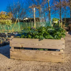 Carnival Hellebore Collection - Pack Of SIX Helleborus Plants -Plant Garden World img 6104 scaled