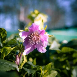 Carnival Hellebore Collection - Pack Of SIX Helleborus Plants -Plant Garden World img 6110 scaled