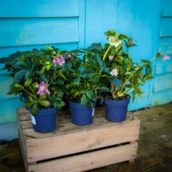 Carnival Hellebore Collection - Pack Of SIX Helleborus Plants -Plant Garden World img 6116 scaled