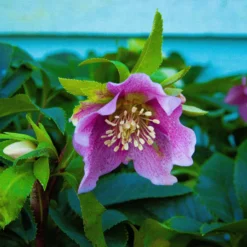 Carnival Hellebore Collection - Pack Of SIX Helleborus Plants -Plant Garden World img 6126 scaled