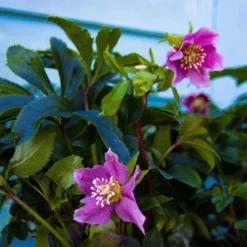 Carnival Hellebore Collection - Pack Of SIX Helleborus Plants -Plant Garden World img 6136 scaled