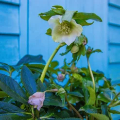Carnival Hellebore Collection - Pack Of SIX Helleborus Plants -Plant Garden World img 6139 scaled