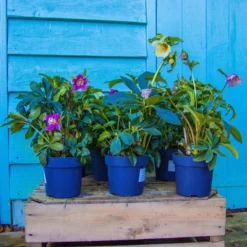 Carnival Hellebore Collection - Pack Of SIX Helleborus Plants -Plant Garden World img 6152 scaled