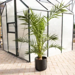XXL Giant Phoenix Canariensis - Canary Island Date Palm - LARGE PATIO PALM TREES Approx 140cms -Plant Garden World img 7069 scaled
