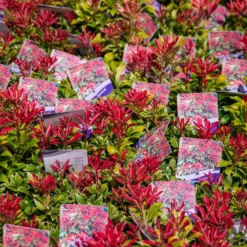 Pieris Carnival - Evergreen Shrubs - Pack Of THREE Plants -Plant Garden World img 9782 scaled