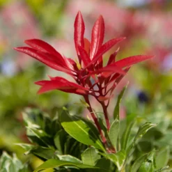 Pieris Carnival - Evergreen Shrubs - Pack Of THREE Plants -Plant Garden World img 9784 scaled