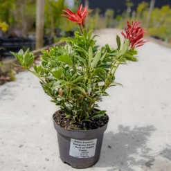 Pieris Carnival - Evergreen Shrubs - Pack Of THREE Plants -Plant Garden World img 9787 scaled