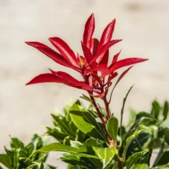 Pieris Carnival - Evergreen Shrubs - Pack Of THREE Plants -Plant Garden World img 9790 scaled