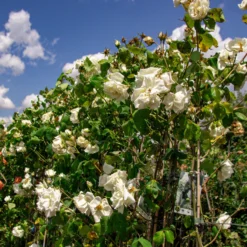 Large 6-7ft Climbing Rose Herbert Stevens -Plant Garden World img 9819 scaled