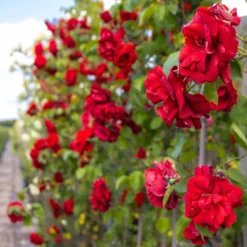 Large 6-7ft Climbing Rose Amadeus -Plant Garden World img 9829 scaled