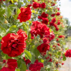 Large 6-7ft Climbing Rose Amadeus -Plant Garden World img 9835 scaled
