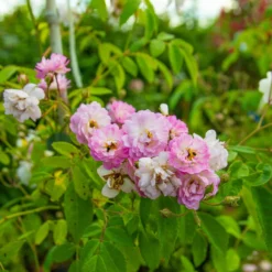 Large 5-6ft Specimen Climbing Rose - Guirlande Rose -Plant Garden World img 9840 scaled