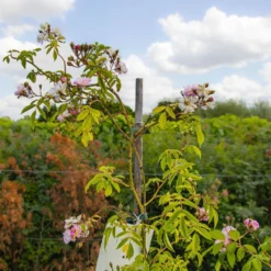 Large 5-6ft Specimen Climbing Rose - Guirlande Rose -Plant Garden World img 9842 2 scaled