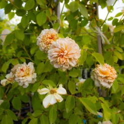 Large 6-7ft Climbing Rose Sabrina 10 Large 6-7ft Climbing Rose Sabrina -Plant Garden World img 9847 scaled