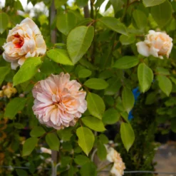 Large 6-7ft Climbing Rose Sabrina 9 Large 6-7ft Climbing Rose Sabrina -Plant Garden World img 9848 scaled