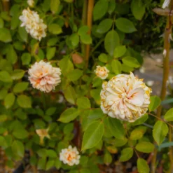 Large 6-7ft Climbing Rose Sabrina 8 Large 6-7ft Climbing Rose Sabrina -Plant Garden World img 9851 scaled