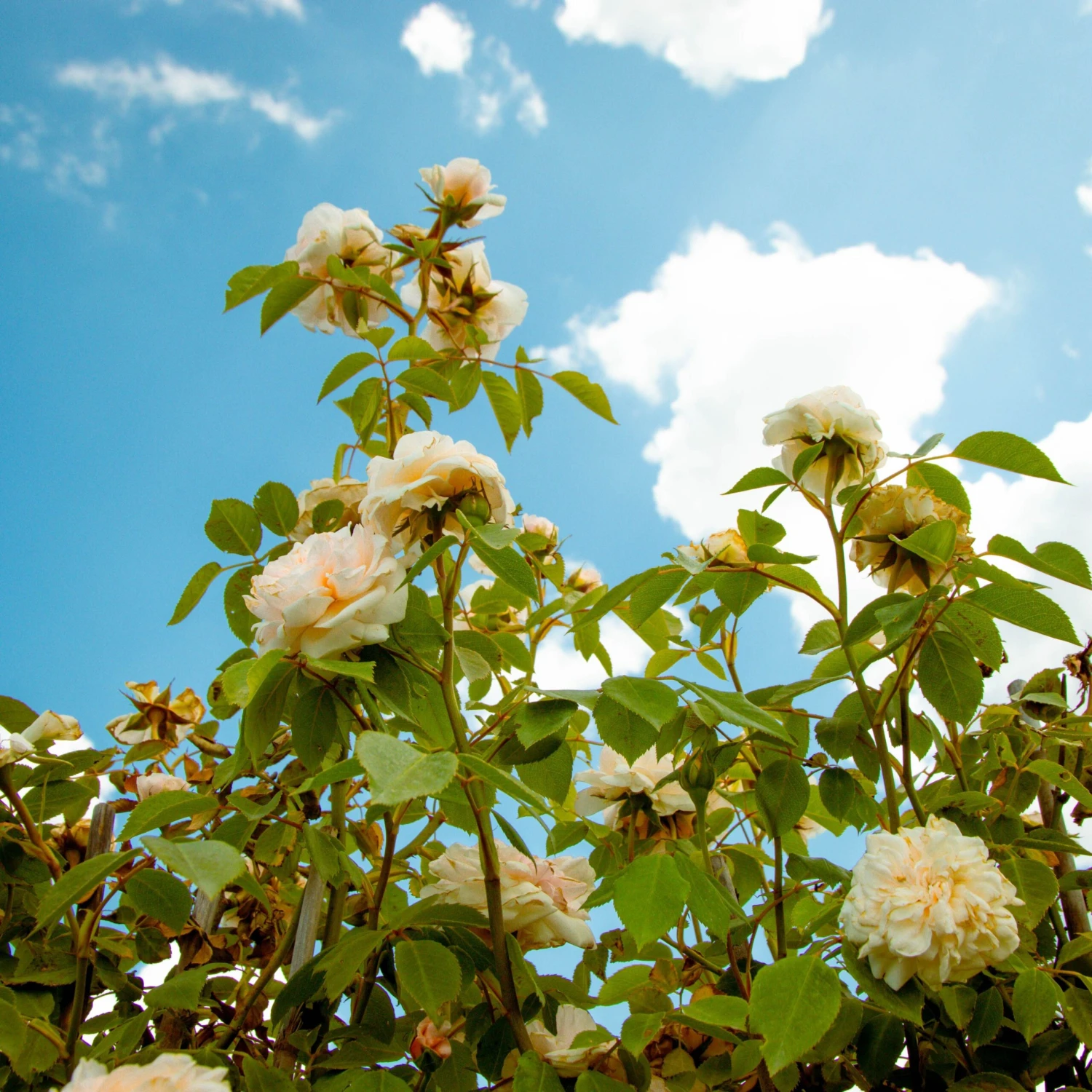 Large 6-7ft Climbing Rose Sabrina 6 Large 6-7ft Climbing Rose Sabrina - Image 6