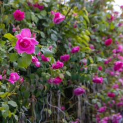 Large 5-6ft Specimen - Climbing Rose Bantry Bay -Plant Garden World img 9866 scaled