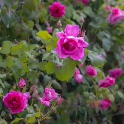 Large 5-6ft Specimen - Climbing Rose Bantry Bay -Plant Garden World img 9867 scaled