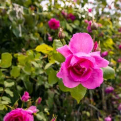 Large 5-6ft Specimen - Climbing Rose Bantry Bay -Plant Garden World img 9870 scaled