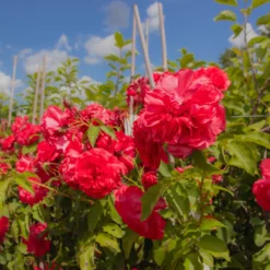 Large 6-7ft Specimen Climbing Rose - Rose Uetersens Rosenprinzessin - Courtyard Climber -Plant Garden World img 9877 scaled