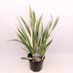 Iris Tectorum Variegata Cruella - Variegated Japanese Roof Iris -Plant Garden World iris tect cruella plant 1