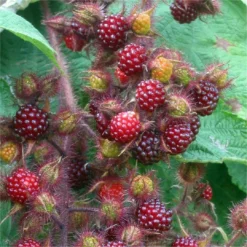 Rubus Phoenicolasius - Japanese Wineberry - LARGE 150-180cm Tall