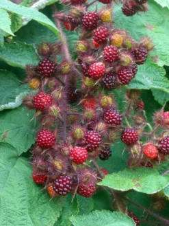 Rubus Phoenicolasius - Japanese Wineberry - LARGE 150-180cm Tall -Plant Garden World japanese wine berry 3