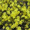 Jasminum Nudiflorum - Winter Jasmin - Large Specimen